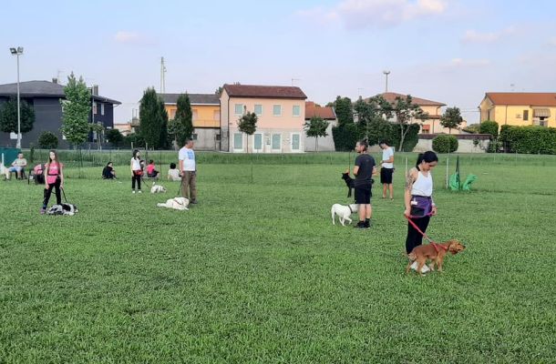 esercizi con il cane 61285caf