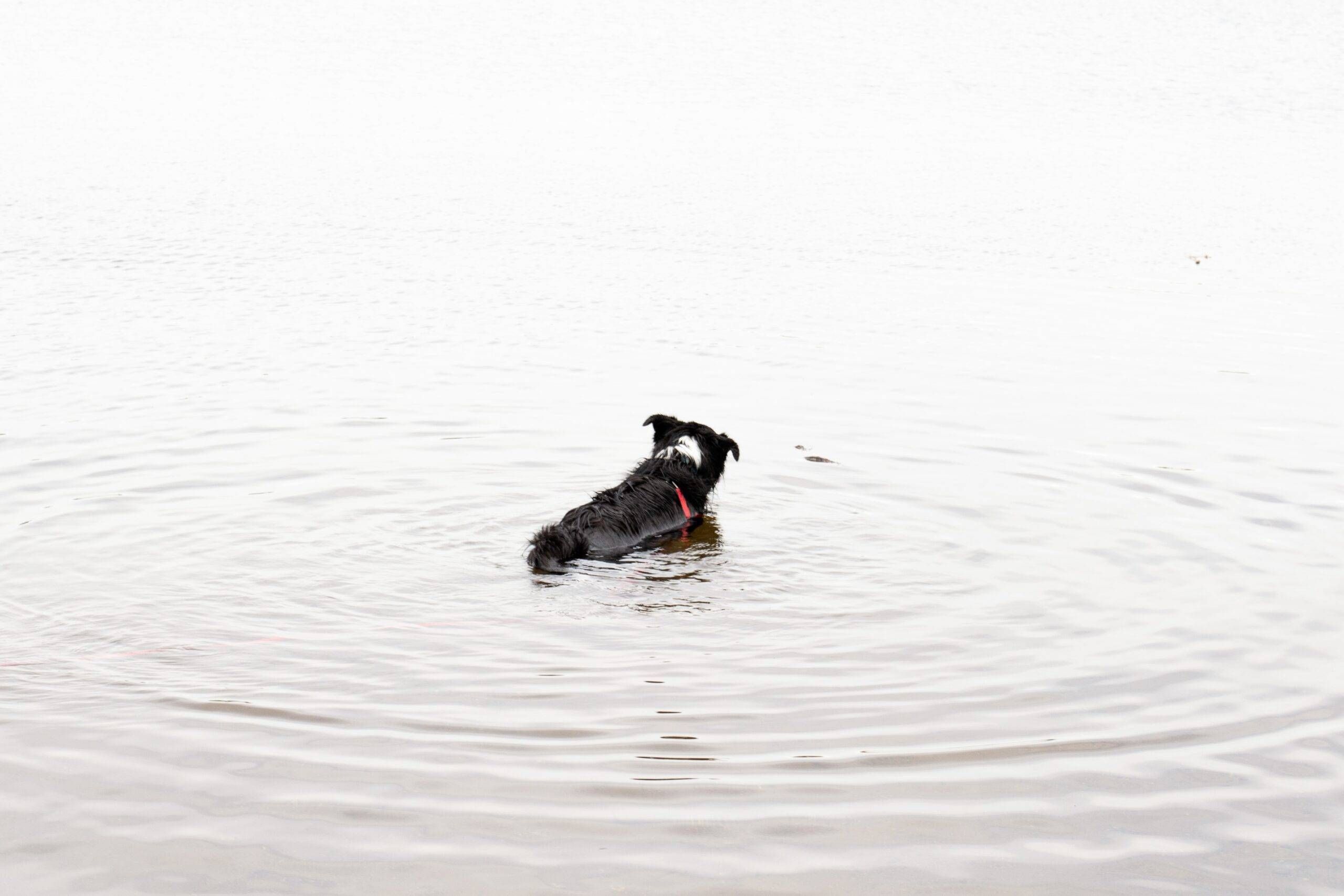 Guida all'insegnamento del nuoto per cani.