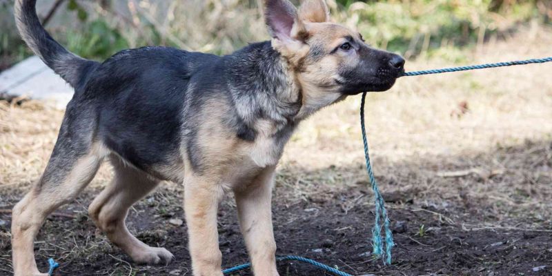 Come educare un cucciolo a giocare al tira e molla con una corda