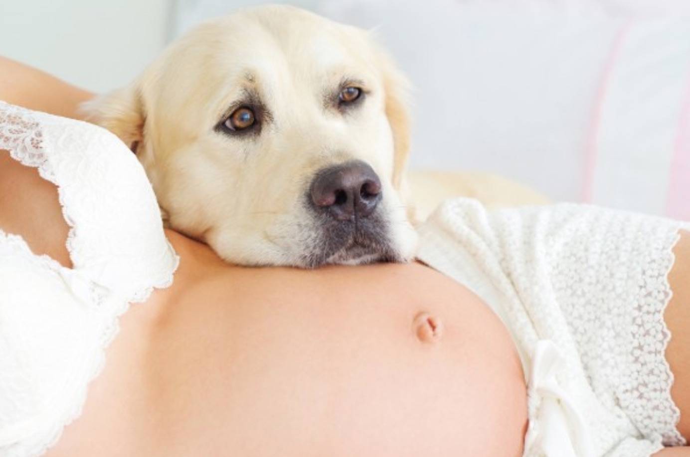 cane sopra pancione di donna in gravidanza